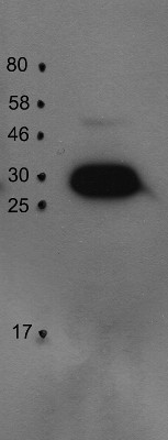 western blot using anti-PsbO1 antibodies